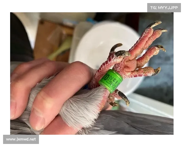 南靖信鸽协会赛事直播视频